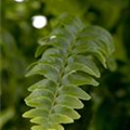 Nephrolepis exaltata 'Green Lady'