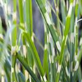 Miscanthus sinensis 'Strictus'