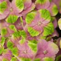 Hydrangea macrophylla 'Magical Amethyst'®