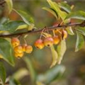 Malus 'Pom Zai'®