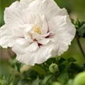 Hibiscus syriacus 'China Chiffon'®