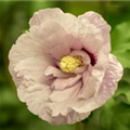 Hibiscus syriacus 'Pink Chiffon'®