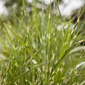 Miscanthus sinensis 'Zebrinus'