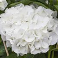 Hydrangea macrophylla 'Magical Bride'®