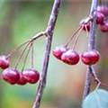 Malus x moerlandsii 'Profusion'