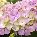 Hydrangea macrophylla 'Magical Harmony'®(s)