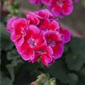 Pelargonium 'Toscana'®