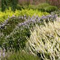 Calluna vulgaris