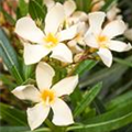 Nerium oleander, gelb