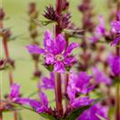 Lythrum salicaria