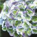 Hydrangea macrophylla 'Magical Revolution'®