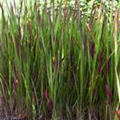 Imperata cylindrica