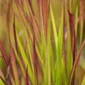 Imperata cylindrica 'Red Baron'