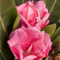 Nerium oleander, rosa