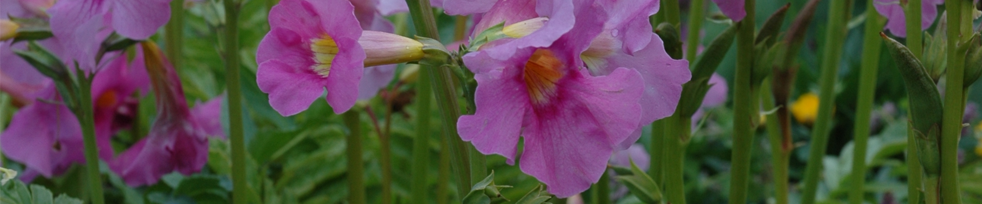 Incarvillea delavayi