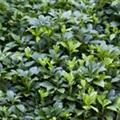 Pachysandra terminalis 'Green Carpet'®