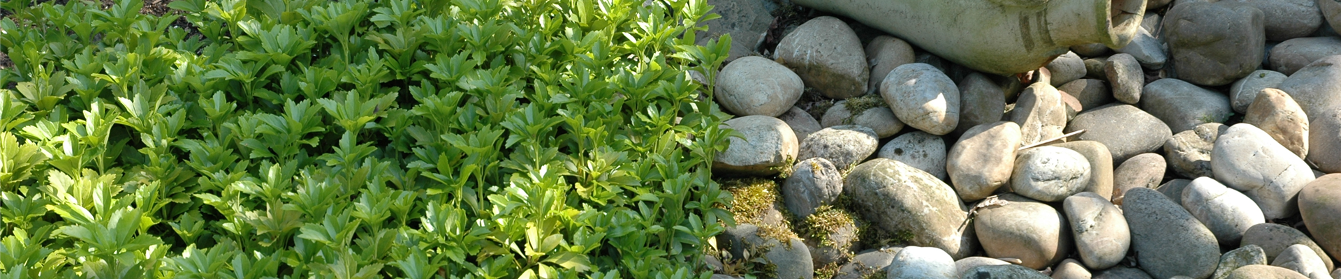 Pachysandra terminalis