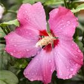 Hibiscus syriacus