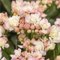 Kalanchoe blossfeldiana 'Grandiva'®