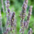 Molinia caerulea 'Moorhexe'