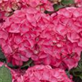 Hydrangea macrophylla 'Red Angel'®