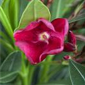 Nerium oleander, rot