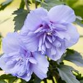 Hibiscus syriacus 'Blue Chiffon'®