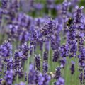 Lavandula angustifolia, blau