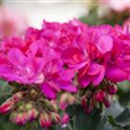 Pelargonium zonale 'Candy Idols'®