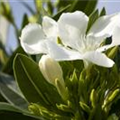 Nerium oleander, weiß