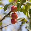 Malus x moerlandsii 'Red Sentinel'