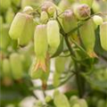 Kalanchoe blossfeldiana 'Magic Bells'