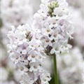 Lavandula angustifolia 'Alba'