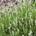 Lavandula angustifolia 'Arctic Snow'