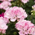 Pelargonium zonale 'Green Idols'