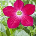 Nicotiana alata