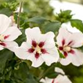 Hibiscus syriacus 'Hamabo'