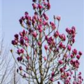 Magnolia 'Cleopatra'