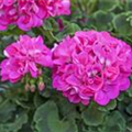 Pelargonium zonale 'Summer Idols'®