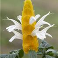 Pachystachys lutea