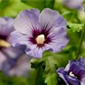 Hibiscus syriacus 'Marina'