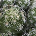 Mammillaria