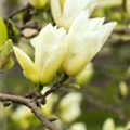 Magnolia denudata 'Yellow River'