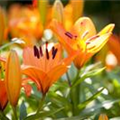 Lilium 'Tiny'