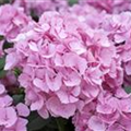 Hydrangea macrophylla 'Sweet Fantasy'®