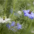 Nigella damascena