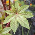 Ricinus communis