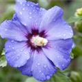 Hibiscus syriacus 'Oiseau Bleu'