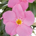 Mandevilla sanderi