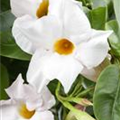 Mandevilla sanderi 'Sundaville® White'